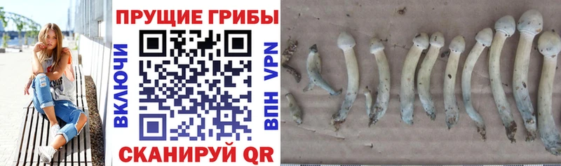 Галлюциногенные грибы Cubensis  купить закладку  Новоалександровск 